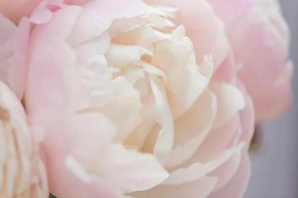 Close up de flores de peônia — Fotografia de Stock