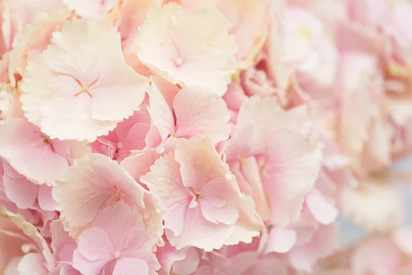 Close-up van hortensia bloem — Stockfoto