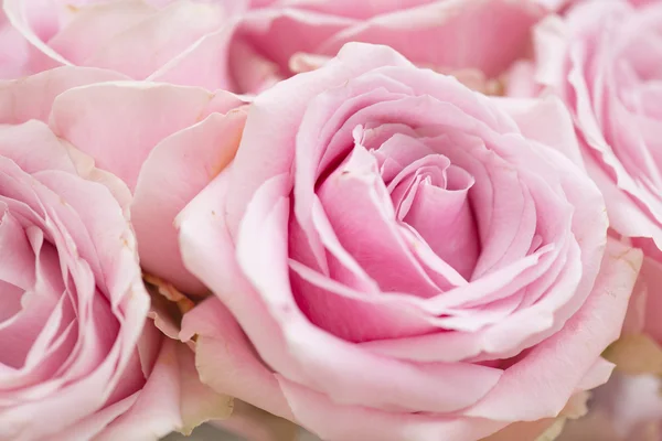 Nahaufnahme von rosa Rosen — Stockfoto