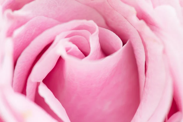 Close-up van roze rozen — Stockfoto