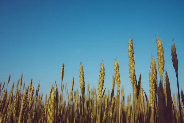 Fresh wheat field with blue sky in background — Stock Photo, Image