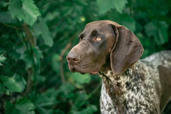 German pointer dog portrait. Hunting dog posing outdoor. — Stock Photo, Image