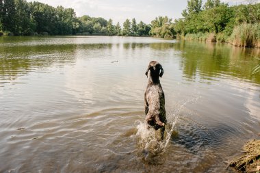 Göle çalıştıran Alman işaretçi köpek