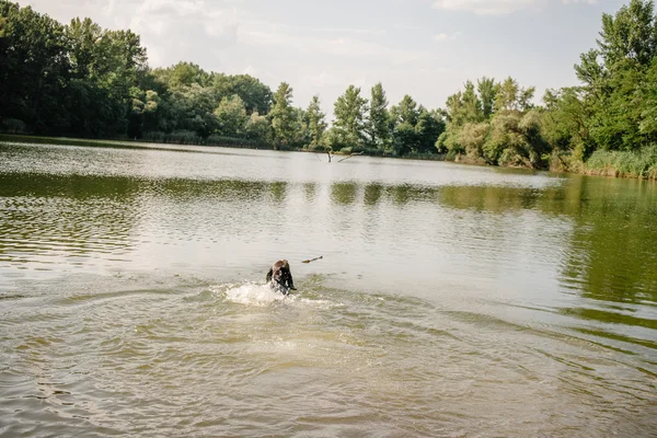 Gölde yüzmeye köpek — Stok fotoğraf