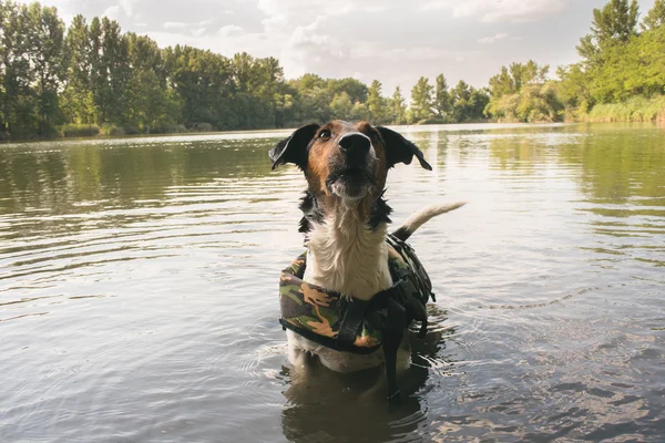 Lindo perro terrier posando en el agua — Foto de Stock