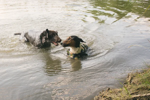 Dois cães brincando na água — Fotografia de Stock