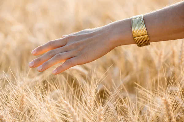 La mano de la mujer toca las espigas de trigo al atardecer, concepto de cosecha —  Fotos de Stock