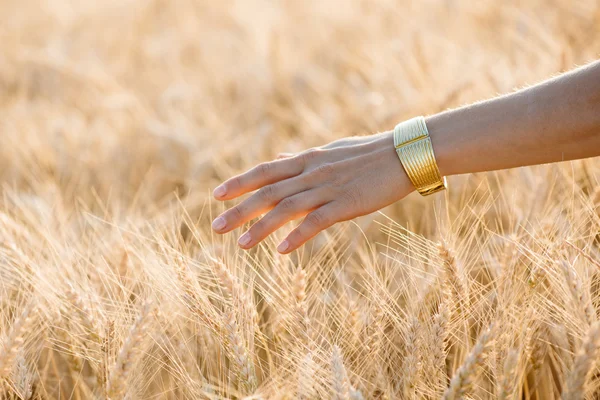 La mano de la mujer toca las espigas de trigo al atardecer, concepto de cosecha — Foto de Stock