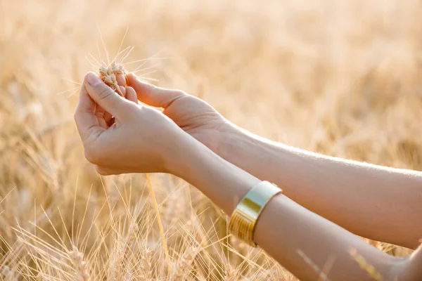 Weibliche Hand mit einer goldenen Weizenähre im Weizenfeld — Stockfoto