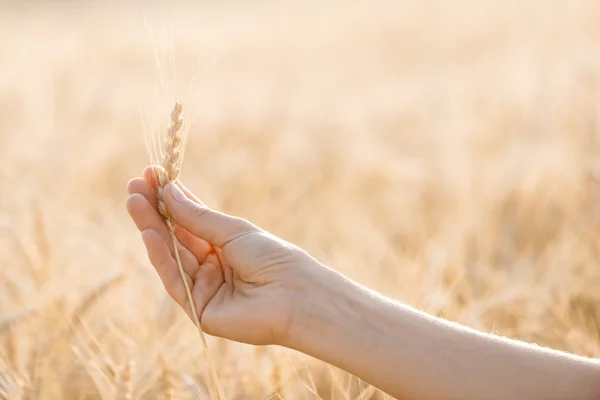 Kvinnliga handen håller en gyllene vete örat i fältet vete — Stockfoto