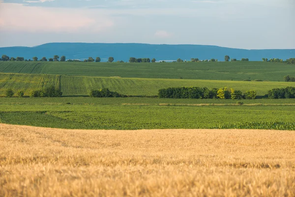 Concepto agrícola. Campo de trigo . — Foto de Stock