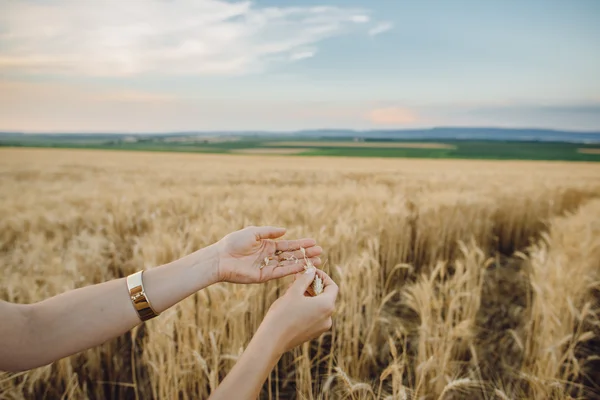 Weibliche Hand mit einer goldenen Weizenähre im Weizenfeld — Stockfoto