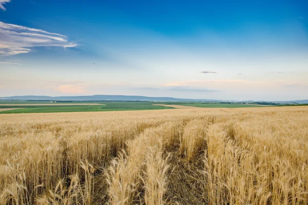 Pšeničné pole. Uši pšenice golden zblízka. Krásná příroda západu slunce krajina. Pozadí zrání uši louka pšeničné pole. Bohatou úrodu koncepce — Stock fotografie