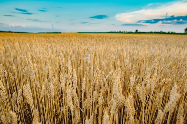 Weizenfeld. Ähren aus goldenem Weizen aus nächster Nähe. schöne Natur Sonnenuntergang Landschaft. Hintergrund der reifenden Ähren der Weizenwiese. Reichhaltiges Erntekonzept — Stockfoto