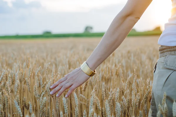 Mano della donna toccare le orecchie di grano al tramonto, concetto di Raccolta — Foto Stock
