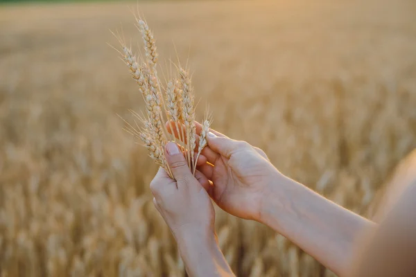Weibliche Hand mit einer goldenen Weizenähre im Weizenfeld — Stockfoto