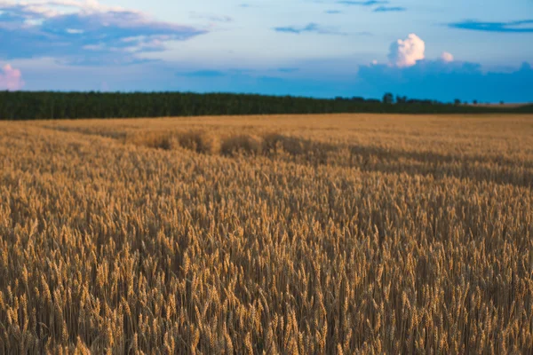 Un campo de trigo, cosecha fresca de trigo . —  Fotos de Stock