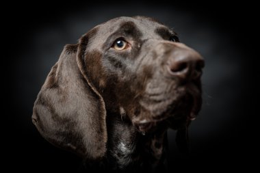 Genç Alman işaretçi köpek portre siyah