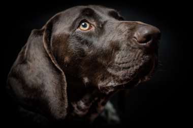Genç Alman işaretçi köpek portre siyah