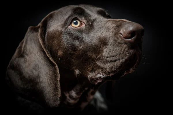 Νέοι Γερμανικά δείκτη πορτραίτο σκύλου σε μαύρο — Φωτογραφία Αρχείου