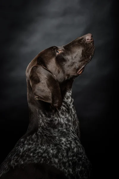 Νέοι Γερμανικά δείκτη πορτραίτο σκύλου σε μαύρο — Φωτογραφία Αρχείου