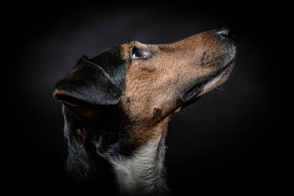 Portrét mladé teriér pes na černém — Stock fotografie