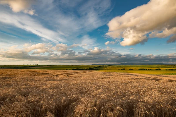 Campo agrícola, paisaje agrícola — Foto de Stock