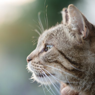 Kedi portre yakın kadar sadece baş kırpma, üst için arıyorsunuz, 
