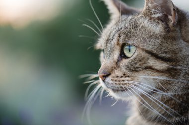 Kedi portre yakın kadar sadece baş kırpma, üst için arıyorsunuz, 