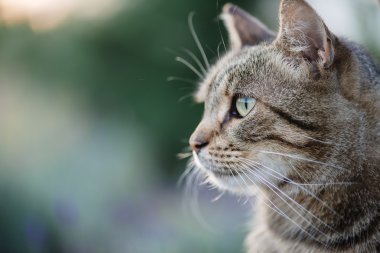 Kedi portre yakın kadar sadece baş kırpma, üst için arıyorsunuz, 