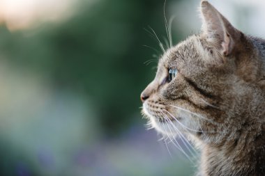 Kedi portre yakın kadar sadece baş kırpma, üst için arıyorsunuz, 