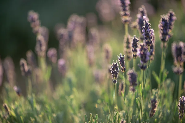 Lavendel, close-up van verse Lavendel veld — Stockfoto