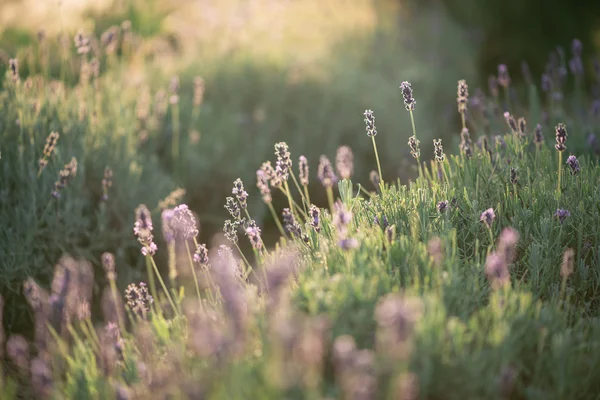 Lavanda, primo piano del campo di lavanda fresca — Foto Stock