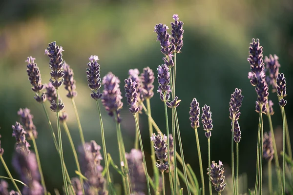 Lavendel, Nahaufnahme von frischem Lavendelfeld — Stockfoto