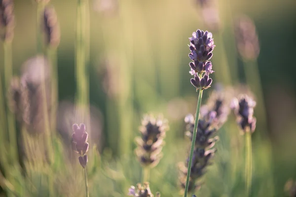 Lavanda, primer plano del campo de lavanda fresca — Foto de Stock