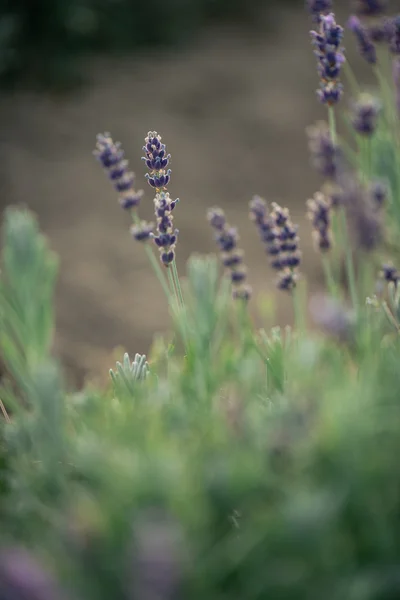 Lavendel, Nahaufnahme von frischem Lavendelfeld — Stockfoto