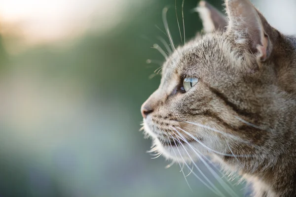 Cat stående nära upp, bara huvudet gröda, ser till toppen, — Stockfoto