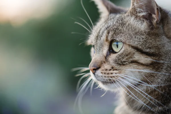 Kedi portre yakın kadar sadece baş kırpma, üst için arıyorsunuz, 