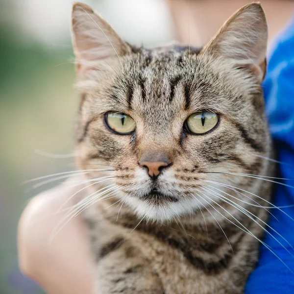Közelről macska portré. Aranyos macska jelentő szabadtéri. — Stock Fotó