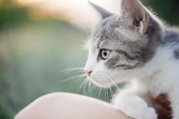 귀여운 고양이 손에. 젊은 여 자가 들고 귀여운 고양이. — 스톡 사진