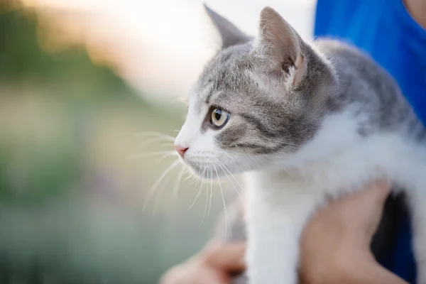 Cute cat v ruce. Mladá žena hospodářství rozkošná kočka. — Stock fotografie