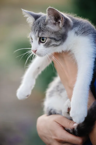 Bel gatto in mano. Giovane donna in possesso di gatto adorabile . — Foto Stock