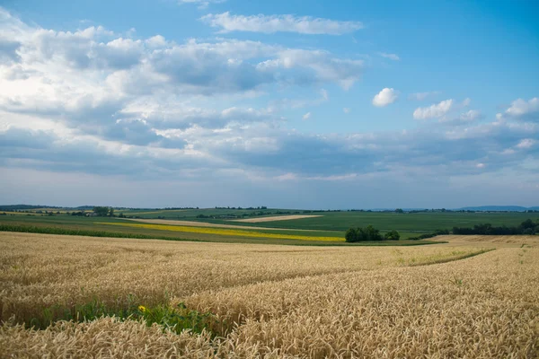Un câmp de grâu, o recoltă proaspătă de grâu . — Fotografie, imagine de stoc