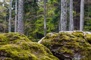 Mistik orman, ormanın içinde kayalar