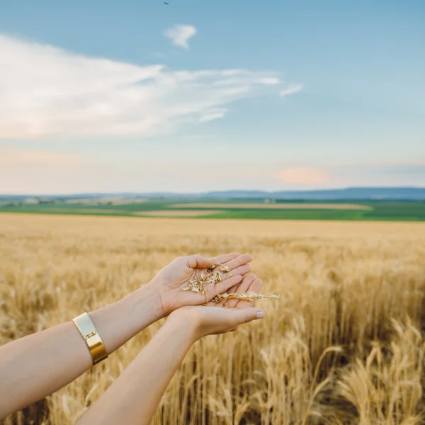 Frumento fresco maturo in mano all'agricoltore — Foto Stock