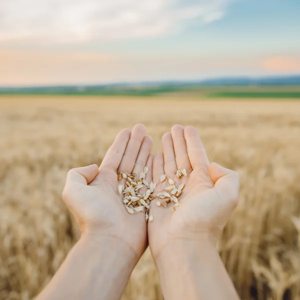 Świeży dojrzałej pszenicy w dłoni w rolnika — Zdjęcie stockowe