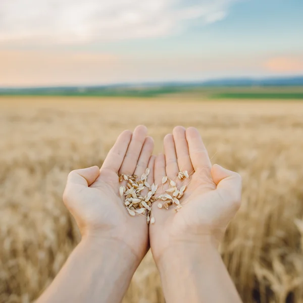 Frumento fresco maturo in mano all'agricoltore — Foto Stock