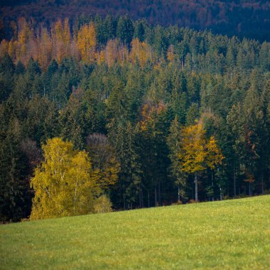 Manzara, renkli orman