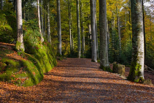 Forest path, landscape — Stock Photo, Image