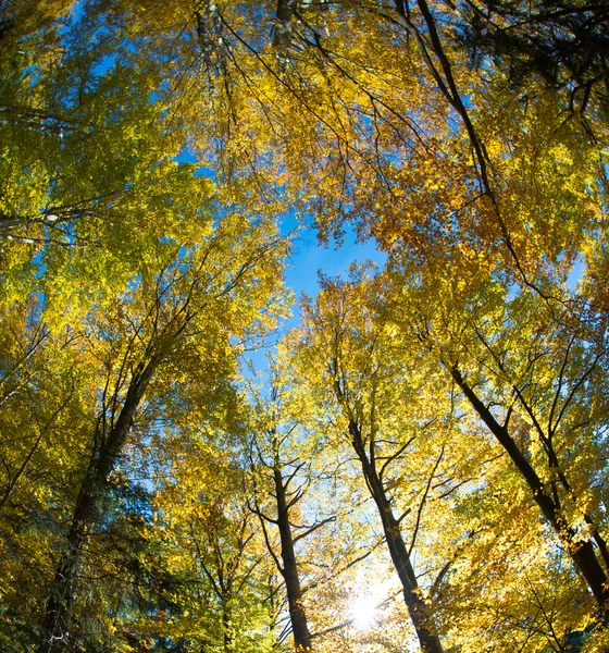 Drzew leśnych, z perspektywy pierwszej osoby — Zdjęcie stockowe